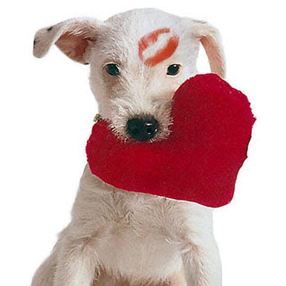 Puppy Love Package: Valentines Grooming Special