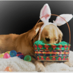Easter Sherwood Park Dog Grooming Special