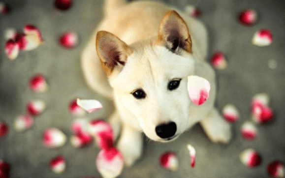 Valentine’s 2021 Dog Grooming Promo