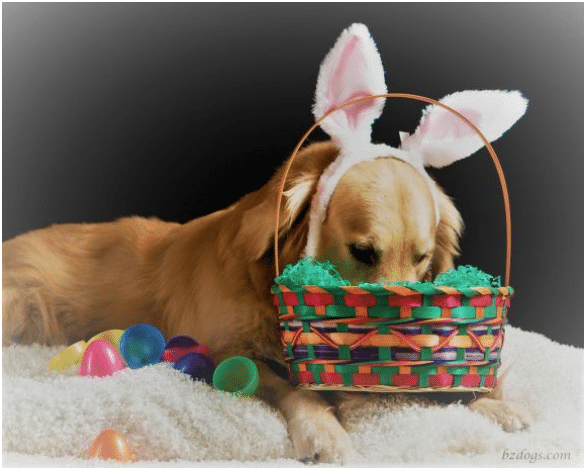 “Hoppy Easter” Dog Grooming Special Package